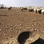 FAO in Syria improves smallholder breeders’ livestock production